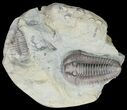 Huge Flexicalymene Trilobite From Ohio #11468-1